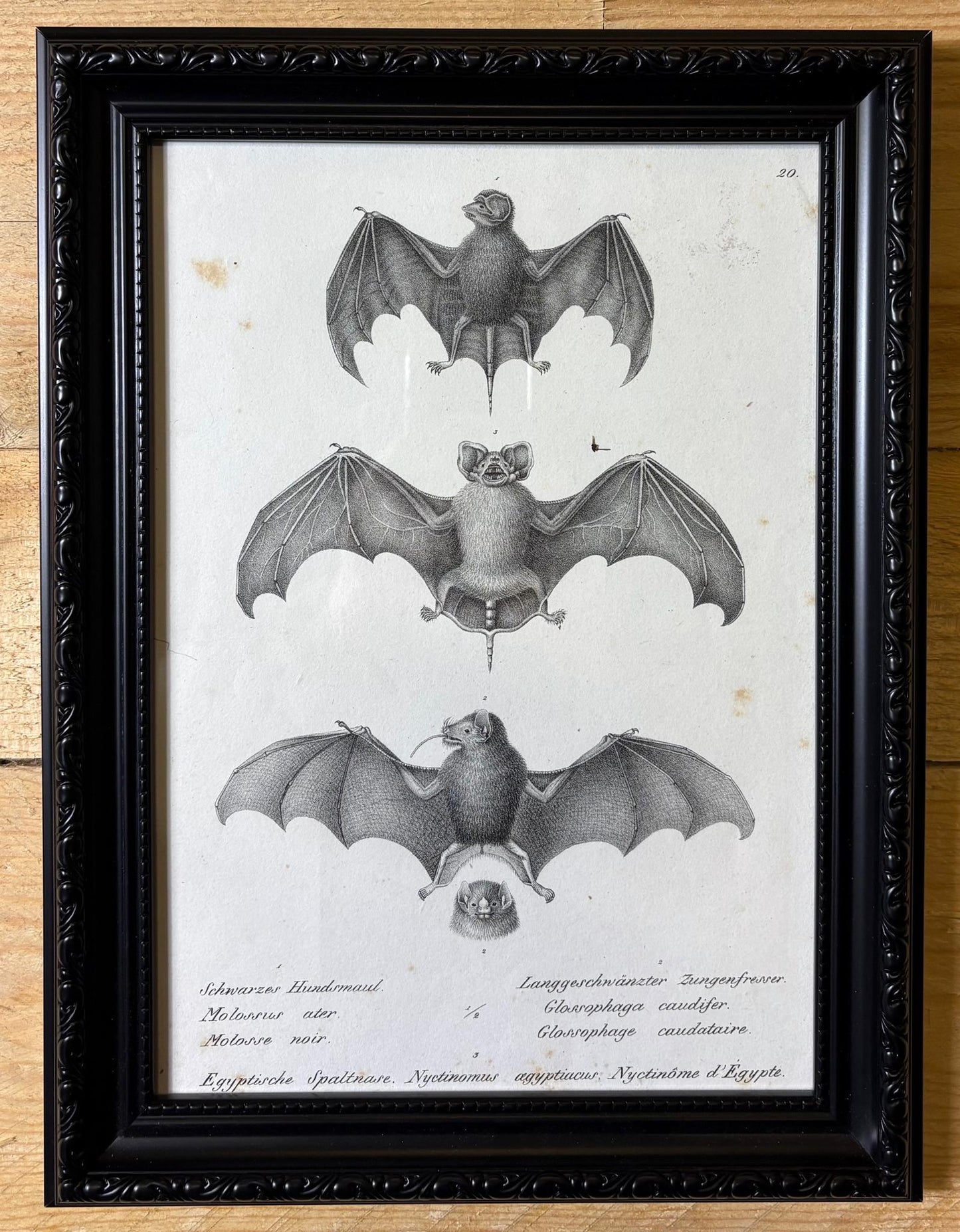 Original 19th‑Century Bat Lithograph, Plate 20 — Molossus, Glossophaga & Nyctinomus — German/French Captioned