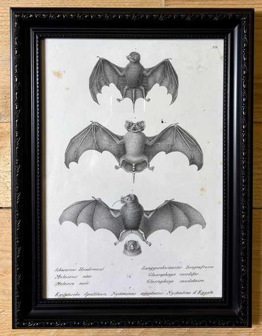 Original 19th‑Century Bat Lithograph, Plate 20 — Molossus, Glossophaga & Nyctinomus — German/French Captioned
