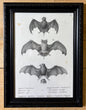 Original 19th‑Century Bat Lithograph, Plate 20 — Molossus, Glossophaga & Nyctinomus — German/French Captioned